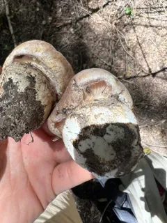 Phlegmacium balteatum thumbnail 2