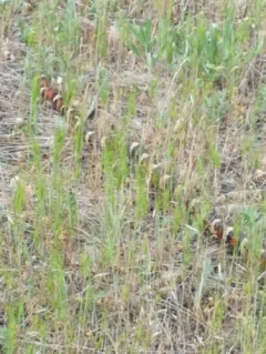 California Mountain Kingsnake thumbnail 3