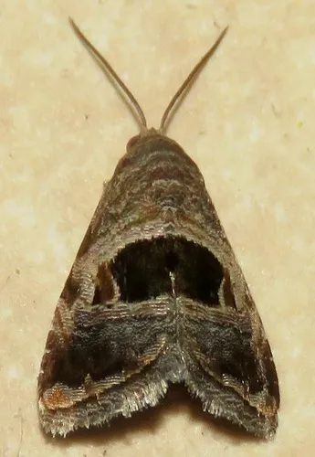 Rectangular Tripudia Moth