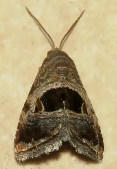 Rectangular Tripudia Moth thumbnail 1