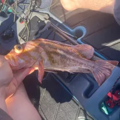 Copper Rockfish thumbnail 3