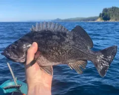 Deacon Rockfish thumbnail 3
