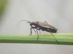 Irbisia sericans thumbnail 2