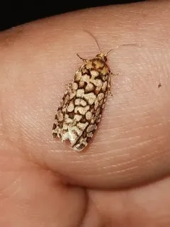 Fir Coneborer Moth thumbnail 4