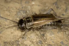 West Coast Spring Field Cricket thumbnail 2