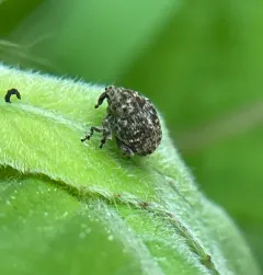 Acanthoscelidius acephalus thumbnail 1