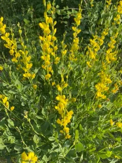 Yellow Wild Indigo thumbnail 4