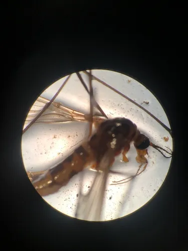 Nephrotoma pedunculata