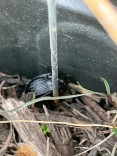 Dicaelus sculptilis thumbnail 3