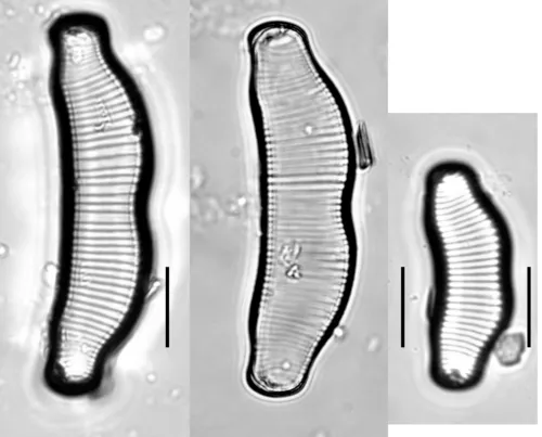 Eunotia islandica