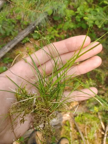 northern sedge