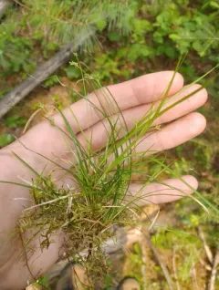 northern sedge thumbnail 1
