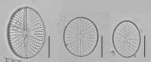 Cavinula scutelloides