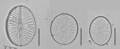 Cavinula scutelloides thumbnail 1
