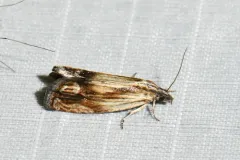 Eucosma awemeana thumbnail 3