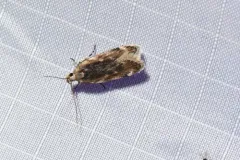 Filatima epulatrix thumbnail 2
