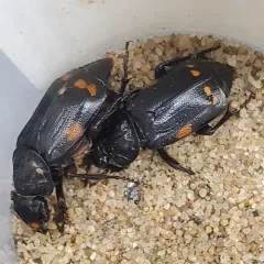 Pustulated Carrion Beetle thumbnail 1