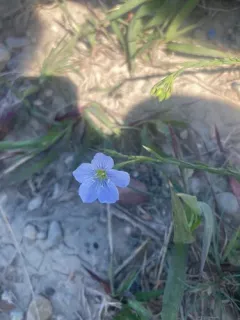 Meadow Flax thumbnail 2