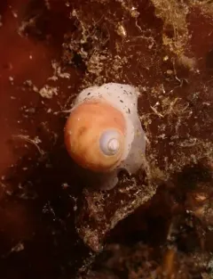 Aleutian Moonsnail thumbnail 3