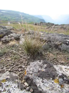 pinewoods needle grass thumbnail 3