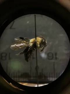 Regular Mining Bee thumbnail 2