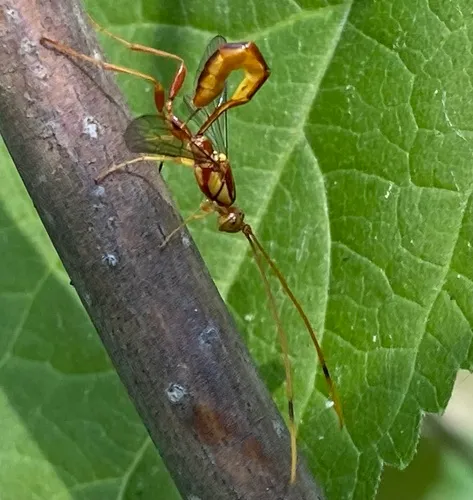 Grotea anguina