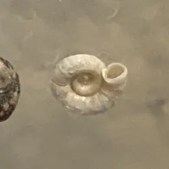 Circeis spirillum thumbnail 2