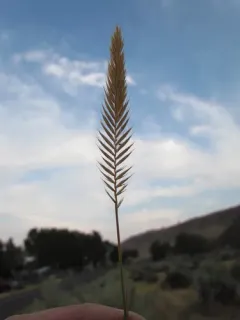 Siberian Wheatgrass thumbnail 2