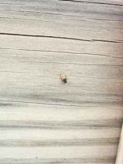 Minettia longipennis thumbnail 4