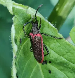 Golden-winged Elderberry Borer thumbnail 2