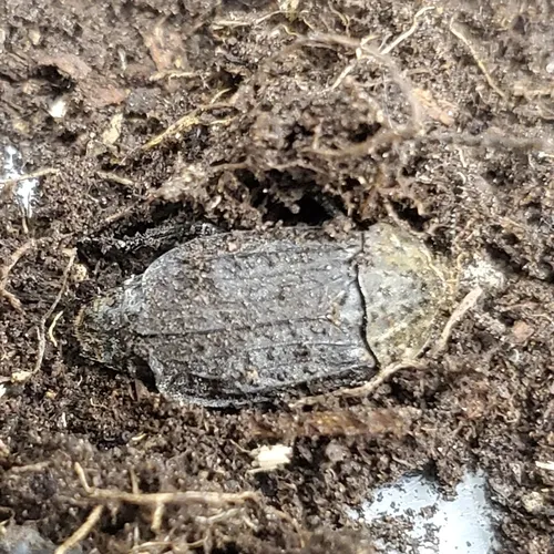 Northern Carrion Beetle