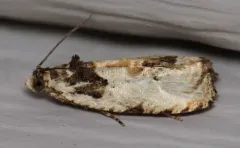Putty-patched Moth thumbnail 1