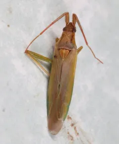 Stenodema pilosipes thumbnail 4