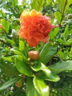pomegranate thumbnail 2