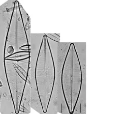 Craticula cuspidata thumbnail 3