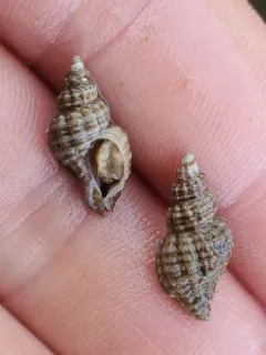 Sculptured Rocksnail thumbnail 4