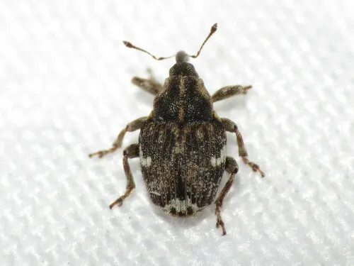 Pointed Minute Seed Weevil
