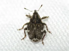Pointed Minute Seed Weevil thumbnail 1