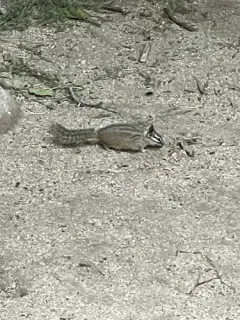 Cliff Chipmunk thumbnail 4