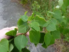 Prodiplosis morrisi thumbnail 3
