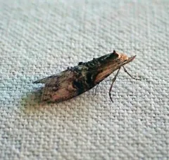 Ellabella editha thumbnail 2