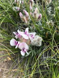 wyoming locoweed thumbnail 2