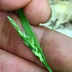 Necklace Spike Sedge thumbnail 3