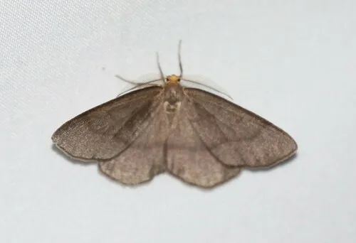 Yellow-headed Looper Moth