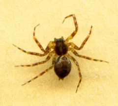 Dirksia cinctipes thumbnail 3