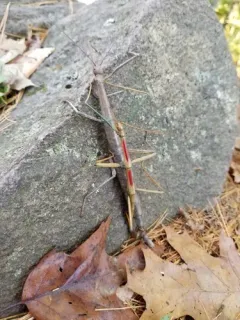 Giant Walkingstick thumbnail 2