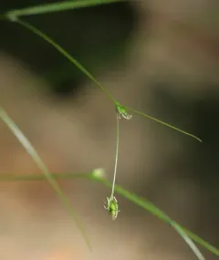 Billings' sedge thumbnail 3
