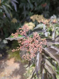 European black elderberry thumbnail 2