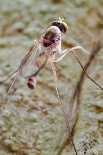 Neurigona arcuata