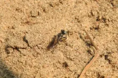 Tachysphex terminatus thumbnail 4
